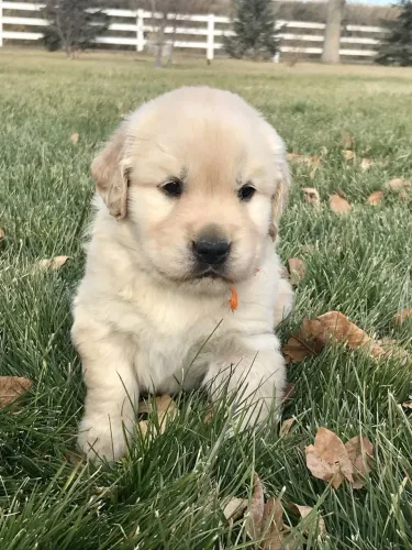 Filhote de Golden Retriever - qualidade é aqui