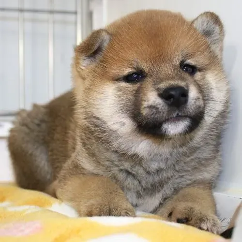 Cachorro  Shiba Inu 