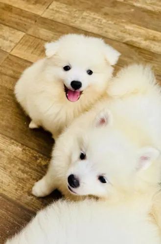 Filhotes de Spitz JAPONES - mini Samoiedo - Lindos e Brincalhões