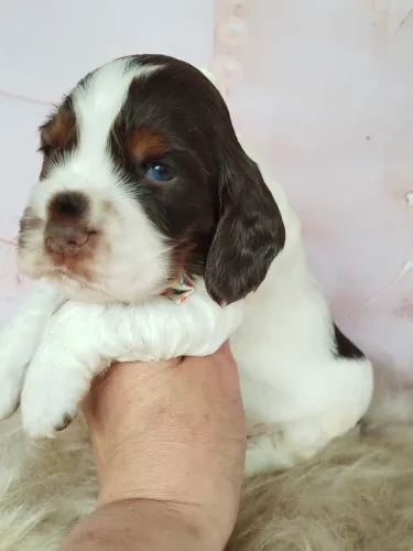 Cocker disponível já no canil hoje 