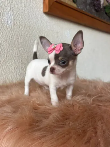 Lindos Chihuahua miniaturas pelo longo e curto