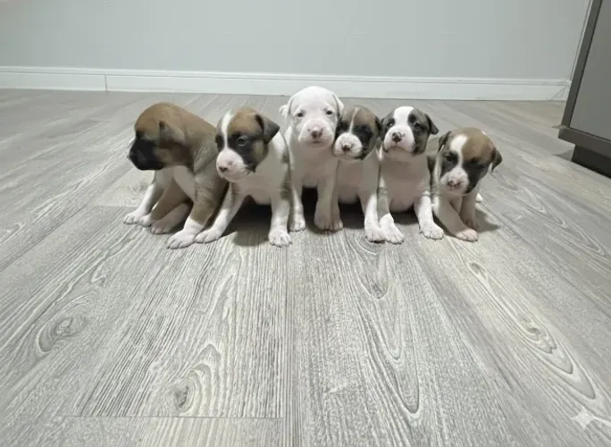 Lindos Filhotes de Dogue Brasileiro - Machos e Fêmeas - Linhagem Forte - Brasília/DF