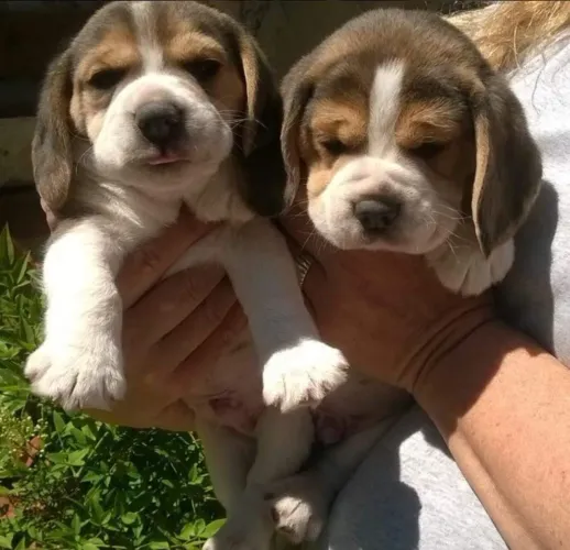 Beagle em excelente padrão da raça