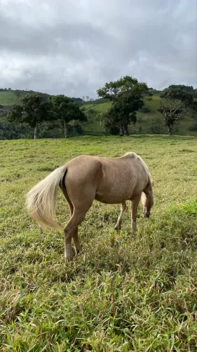 Vendo égua mística de mangalarga, palominio, baixeira