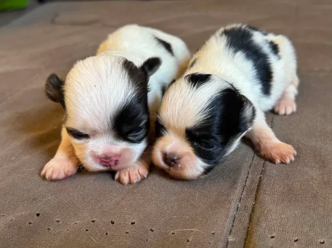 Vendo cachorro, raça Shitzu.