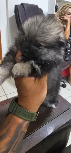 Lulu da Pomerânia spitz alemã