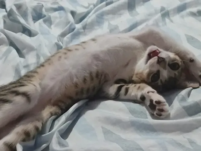 Gatinho disponível para adoção responsável