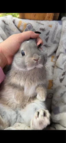 Mini Coelhos