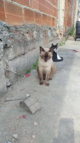 Doação de gatinhos