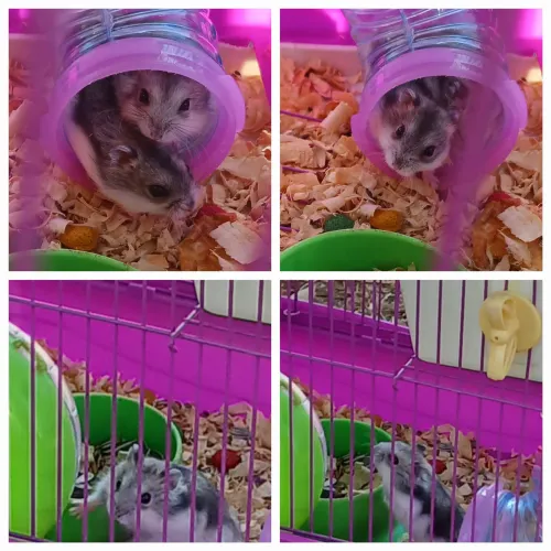 Hamster anão femia adulto