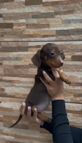 basset dachshund fêmea chocolate 