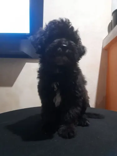 Vende-se filhote de poodle com lhasa