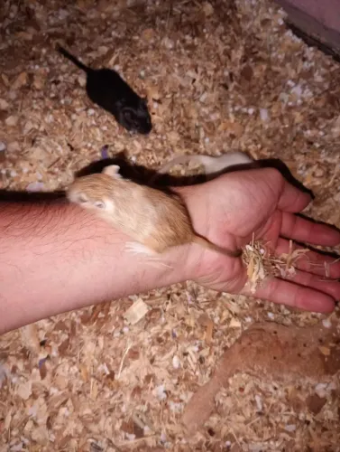 gerbil