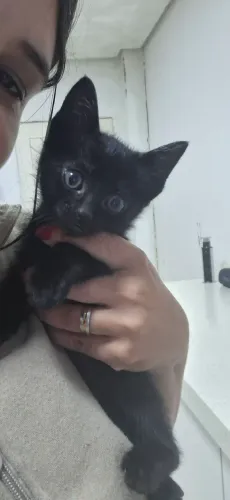 Casal de gatinhos para adoção responsável