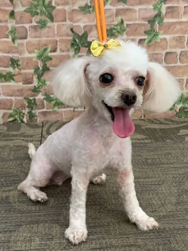 Belinha procura um namorado. Poodle mini toy