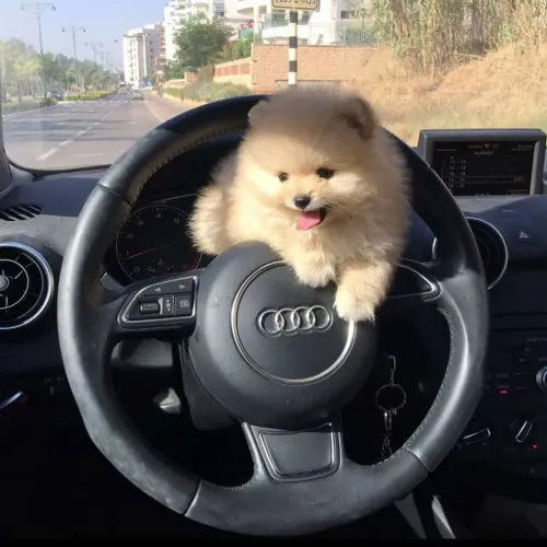 Spitz alemão Esse filhotinho vai fazer parte das suas melhores lembranças