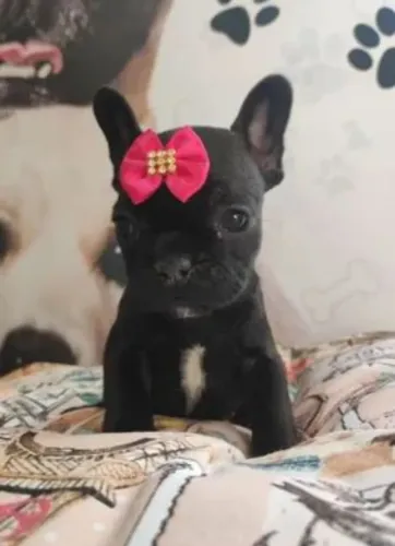 Filhote Bulldog Francês Fêmea Padrão da Raça