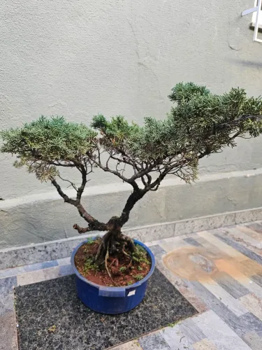 Bonsai de Shimpaku. 35 anos de cultivo. Raridade.