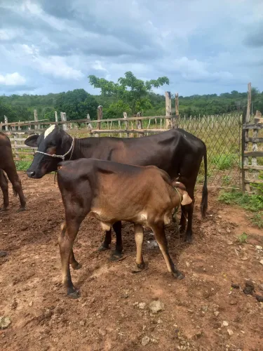 Vaca parida girolanda 