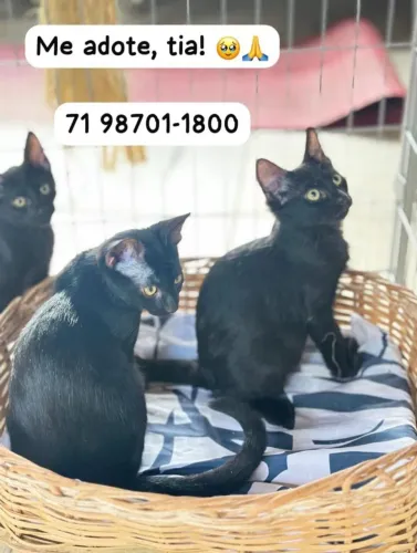 Gatinhos para adoção responsável 