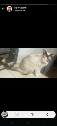 Gatos