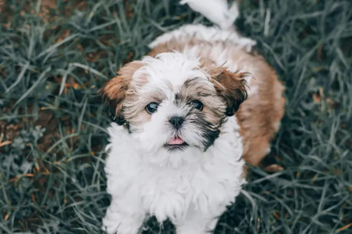 Shih Tzu Esse dog traz paz só de estar por perto