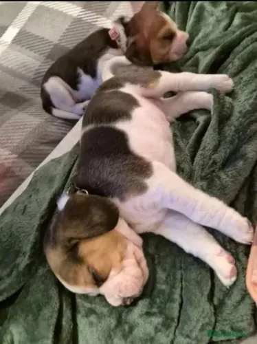Filhotes de Beagle | Carinha de anjo.