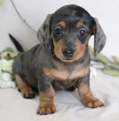 Basset Dachshund Teckel Excelente Obediência.