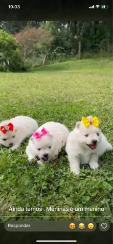 Spitz alemão