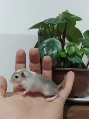 Gerbil