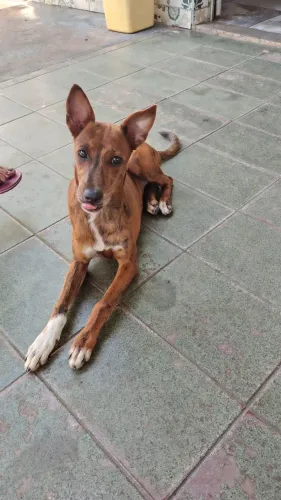 Doando cachorrinha