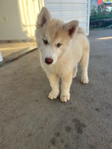 Filhotes husky siberiano
