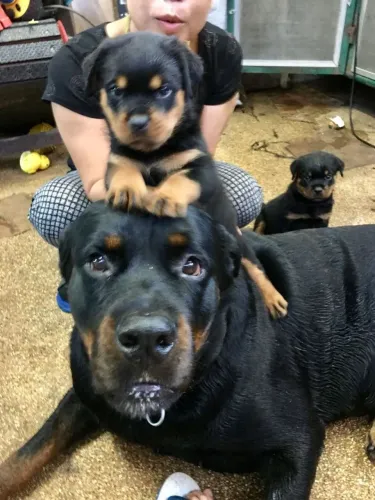 Rottweiler Cachorrinho com vagas abertas para novos lares
