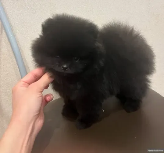 Cachorro