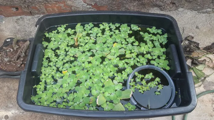 Alfaces d'água plantas aquáticas flutuantes