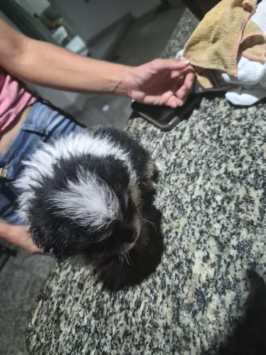 Spitz alemão anão femea