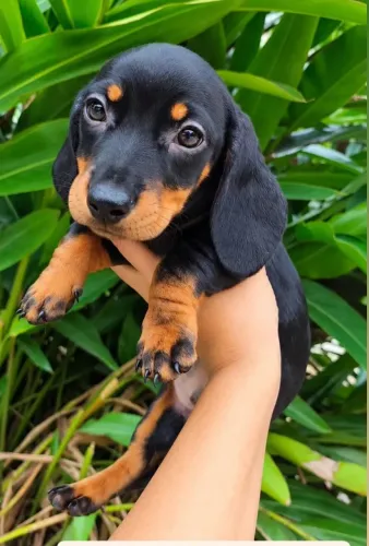 Filhote dachshund macho