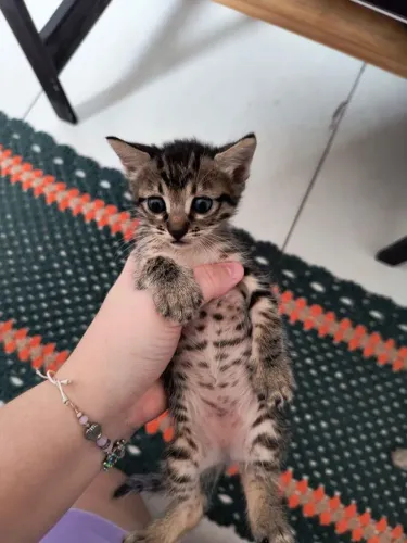 Doa-se gatinhos filhotes, já comem ração e usam caixa de areia