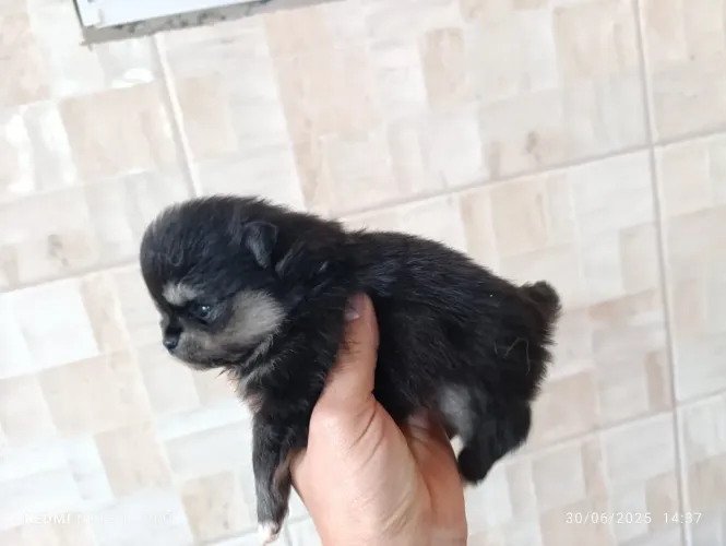 Lulu Pomerânia Macho