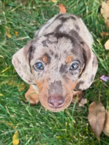 Basset teckel miniatura