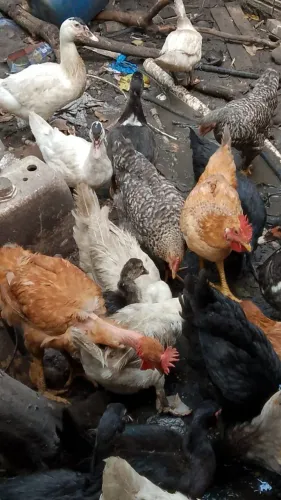 Pato e patas galinha e galos