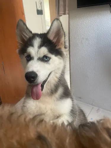 Husky Siberiano 6 meses