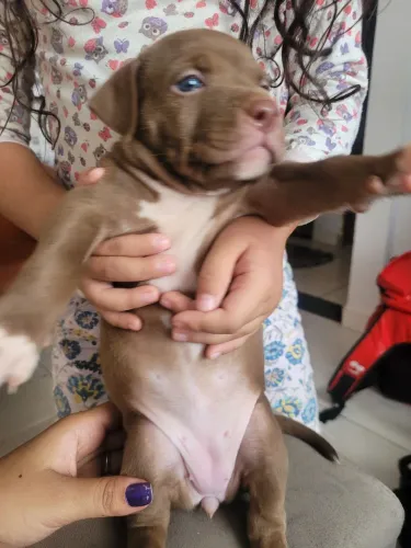 Filhotes de pitbul 5 disponíveis 2 fêmeas e 3 machos