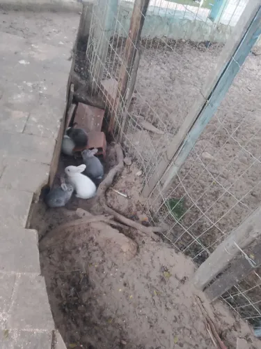 Coelhinhos