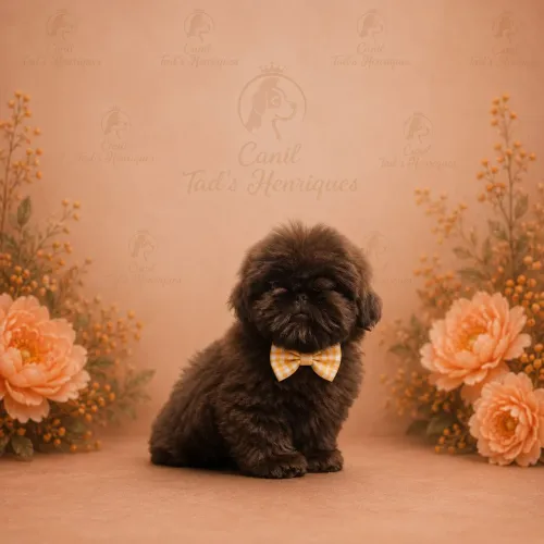 SHIH TZUS - BBS LINDOS
