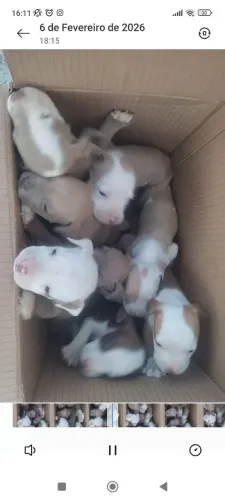 Filhotes de American bully standart 