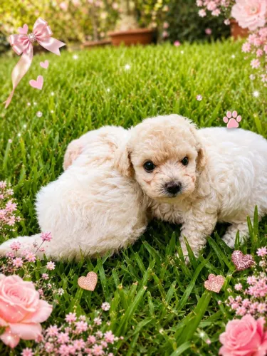Poodle toy fêmea