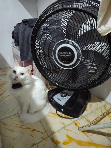 VENTILADOR MONDIAL 50 cm usado