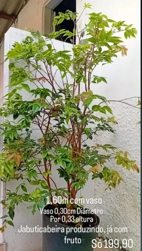 Jabuticabeiras híbridas em vasos