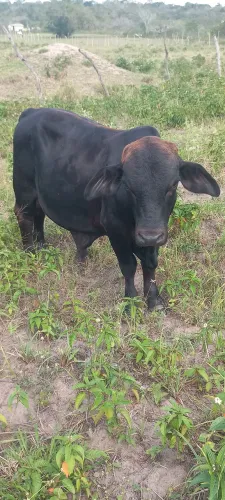 Mine boi